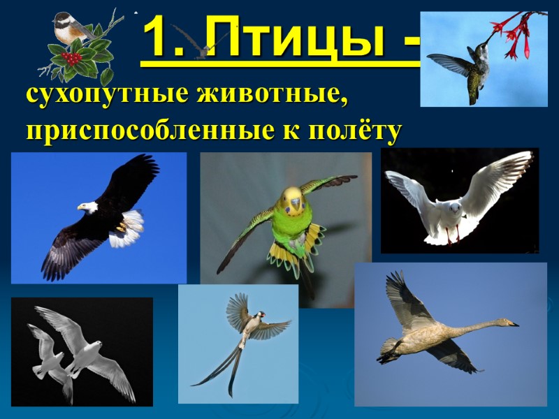 1. Птицы - сухопутные животные, приспособленные к полёту